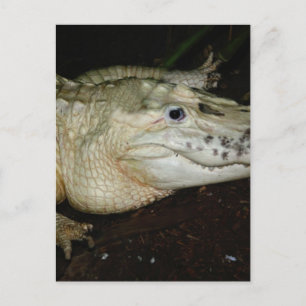 Carte Postale Alligator blanc, photo Gator