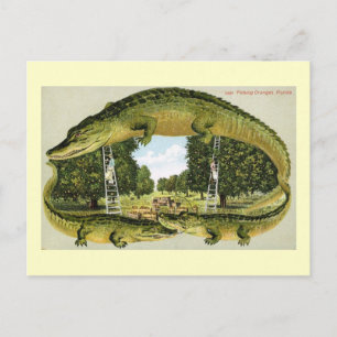 Carte Postale Alligator Border Cueillette D'oranges, Floride Vin