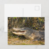 Carte Postale Alligator, Canaveral National Seashore, Floride (Devant / Derrière)
