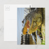 Carte Postale Alligator d'Amérique face à face (Devant / Derrière)
