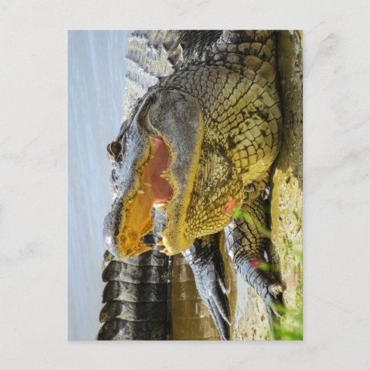 Carte Postale Alligator d'Amérique face à face (Devant)