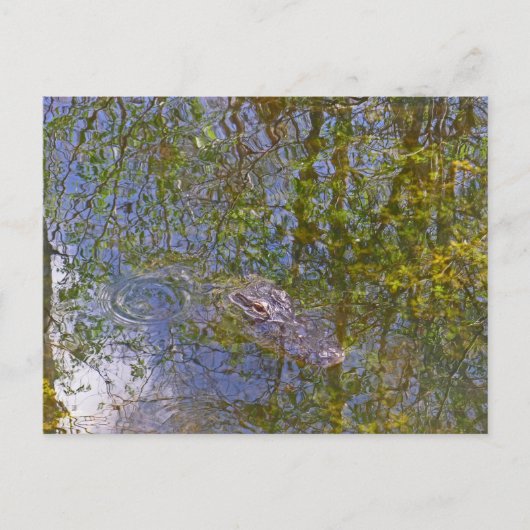 Carte Postale Alligator dans la réserve nationale de Big Cypress (Devant)