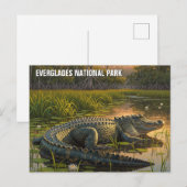 Carte Postale Alligator dans le Parc national des Everglades (Devant / Derrière)