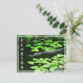 Carte Postale Alligator dans le Parc National des Everglades, Fl (Debout devant)