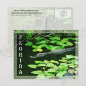 Carte Postale Alligator dans le Parc National des Everglades, Fl (Devant / Derrière)