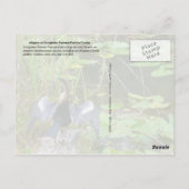 Carte Postale Alligator dans le Parc National des Everglades, Fl (Dos)