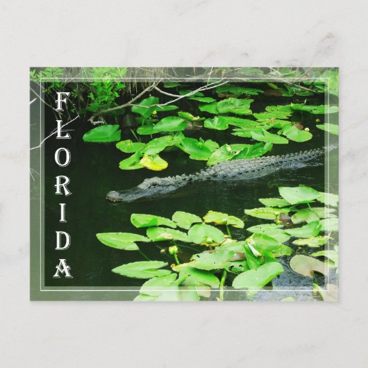 Carte Postale Alligator dans le Parc National des Everglades, Fl (Devant)