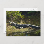 Carte Postale Alligator dans le soleil (Devant / Derrière)