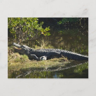 Carte Postale Alligator dans le soleil