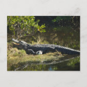Carte Postale Alligator dans le soleil (Devant)