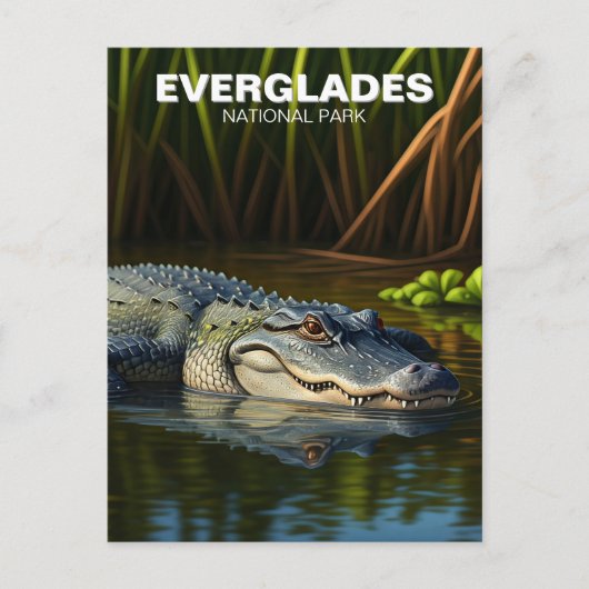 Carte Postale Alligator dans l'eau Parc national des Everglades (Devant)