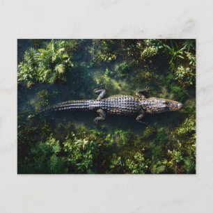 Carte Postale Alligator dans les eaux peu profondes des zones hu