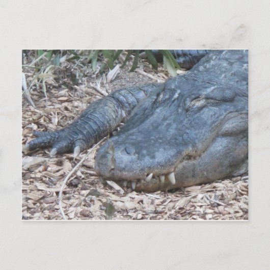 Carte Postale Alligator dans son habitat naturel (Devant)