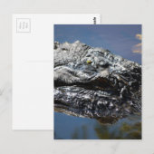 Carte Postale Alligator de Caroline du Nord (Devant / Derrière)