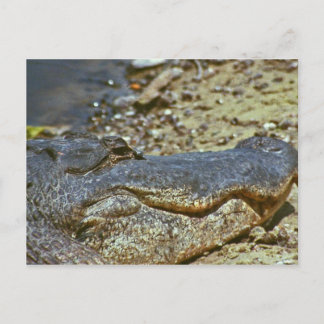 Carte Postale Alligator de Floride