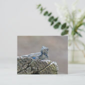 Carte Postale Alligator du ventre bleu Lizard (Debout devant)