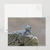 Carte Postale Alligator du ventre bleu Lizard (Devant / Derrière)