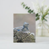 Carte Postale Alligator du ventre bleu Lizard (Debout devant)