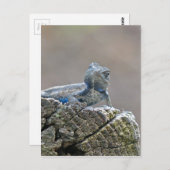 Carte Postale Alligator du ventre bleu Lizard (Devant / Derrière)