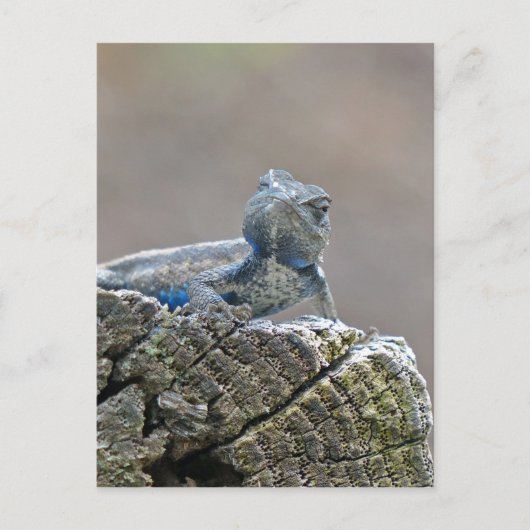 Carte Postale Alligator du ventre bleu Lizard (Devant)