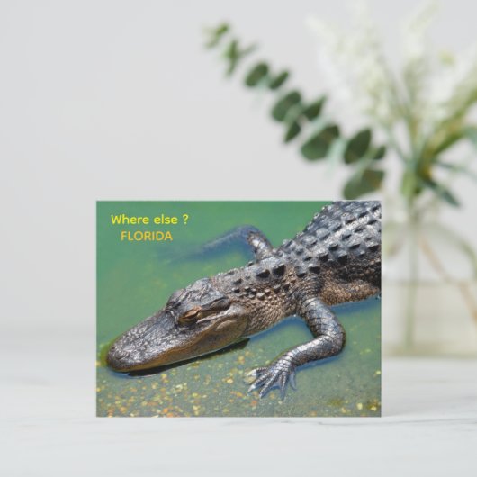 Carte Postale Alligator en Floride (Debout devant)