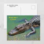 Carte Postale Alligator en Floride (Devant / Derrière)
