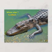 Carte Postale Alligator en Floride (Devant)