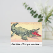 Carte Postale Alligator en Floride (Debout devant)