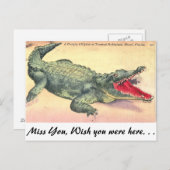 Carte Postale Alligator en Floride (Devant / Derrière)