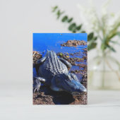 Carte Postale Alligator Everglades (Debout devant)
