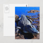 Carte Postale Alligator Everglades (Devant / Derrière)