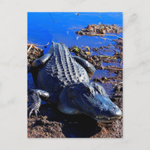 Carte Postale Alligator Everglades