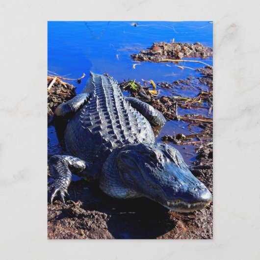 Carte Postale Alligator Everglades (Devant)