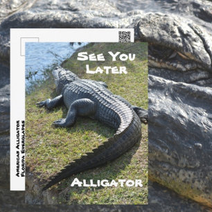 Carte Postale Alligator Everglades Photographie