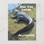 Carte Postale Alligator Everglades Photographie (Devant)