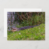 Carte Postale Alligator Florida Wetlands Photographie (Devant / Derrière)