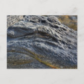 Carte Postale Alligator Floride Everglades Closeup Photographie (Devant)