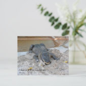 Carte Postale Alligator, Fort Lauderdale, Floride (Debout devant)