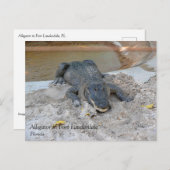 Carte Postale Alligator, Fort Lauderdale, Floride (Devant / Derrière)