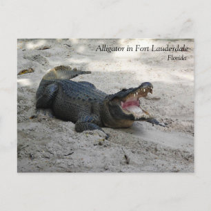 Carte Postale Alligator, Fort Lauderdale, Floride
