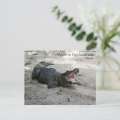 Carte Postale Alligator, Fort Lauderdale, Floride (Debout devant)