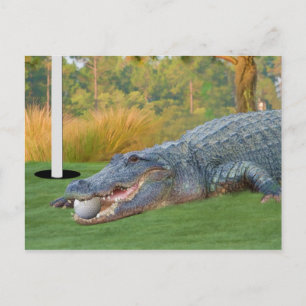 Carte postale Alligator Golfator Lie dangereuse