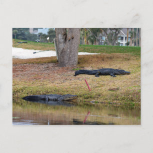 Carte Postale Alligator Hazard sur le terrain de golf