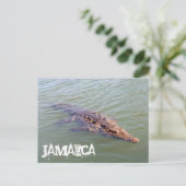 Carte Postale Alligator jamaïcain (Debout devant)