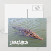 Carte Postale Alligator jamaïcain (Devant / Derrière)
