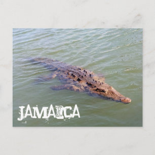 Carte Postale Alligator jamaïcain