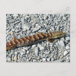 Carte postale Alligator Lizard