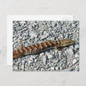 Carte postale Alligator Lizard (Devant / Derrière)