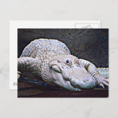 Carte Postale Alligator Louisiana White (Devant / Derrière)