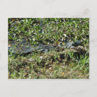 Alligator marécageux de Louisiane en Jean Lafitte 